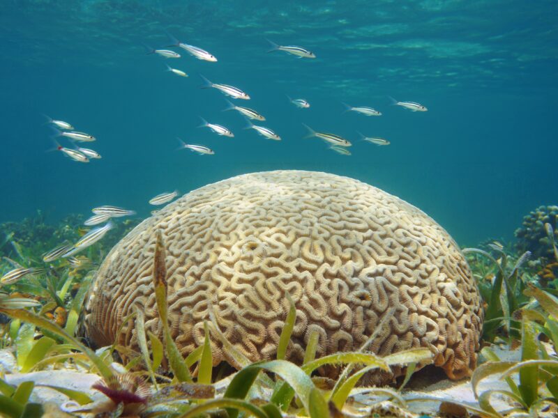 Adobe Stock 245890511